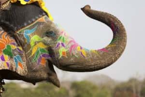 decorated-elephant-at-the-elephant-festival-in-jaipur