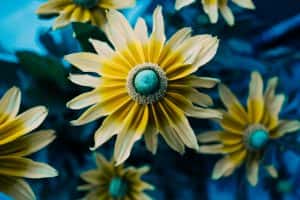 Yellow Flower Blue Core