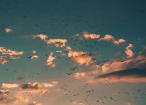 Birds Flock Flying at Sunset, Clouds on Background